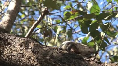 Ağaçtaki Kertenkele