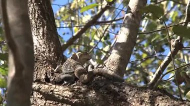 Ormandaki ağaçtaki kertenkele