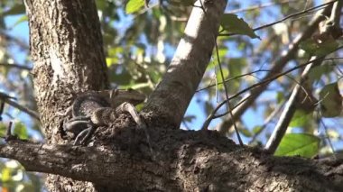 Ormandaki ağaçtaki kertenkele