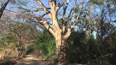 Kosta Rika Ormanı 'ndaki Ağaçlar