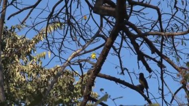 Kosta Rika 'da ağaçtaki kuş.