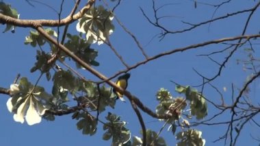 Kosta Rika 'da bir dalda kuş.