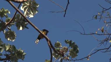 Kosta Rika 'da bir dalda kuş.