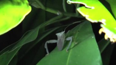 Ormandaki kokuşmuş böcek