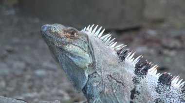 Ormandaki bir kertenkeleye yaklaş.