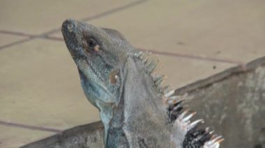 Ormandaki bir kertenkeleye yaklaş.