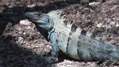 Ormandaki bir kertenkeleye yaklaş.