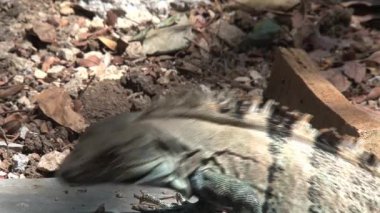 Ormandaki bir kertenkeleye yaklaş.