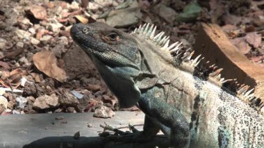 Ormandaki bir kertenkeleye yaklaş.