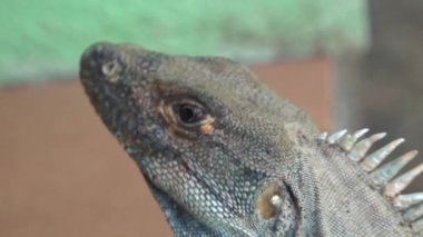 Ormandaki bir kertenkeleye yaklaş.