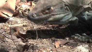 Ormandaki bir kertenkeleye yaklaş.