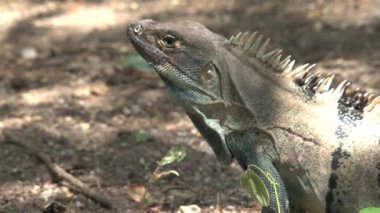 Ormandaki bir kertenkeleye yaklaş.