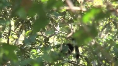 Ormanda kapuçino maymunu