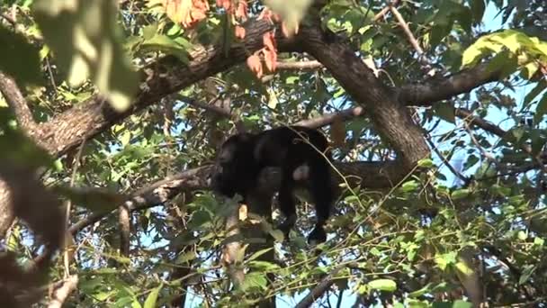 Black Howler Monkey Dělat Zvuk Stromě — Stock video