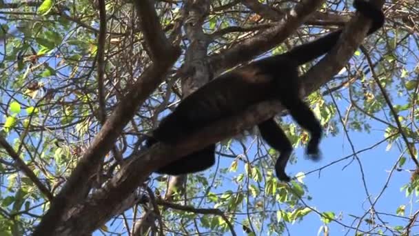 Black Howler Monkey Tree — Stock Video