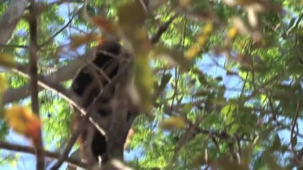 Singe hurleur noir dans un arbre