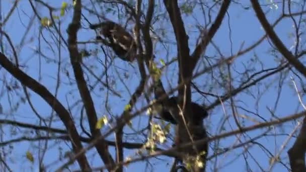 Singe Hurleur Noir Dans Arbre — Video