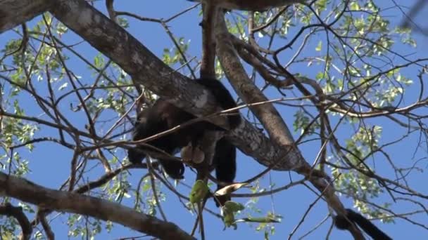 木の中の黒いハウラー猿 — ストック動画