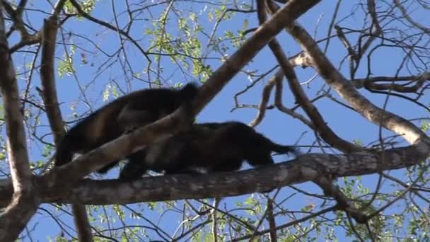 Black Howler Monkey Tree — Stock Video