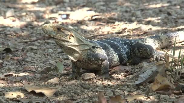 Hagedis Loopt Weg Het Bos — Stockvideo