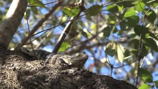 森の中の木のトカゲ — ストック動画