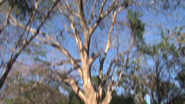 Деревья Коста Рики — стоковое видео