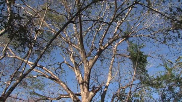 Arbres Dans Forêt Costa Rica — Video