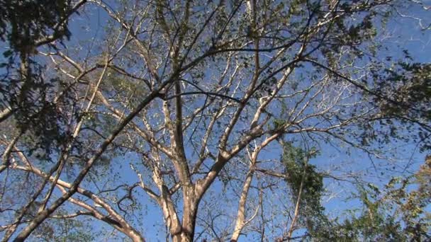 Alberi Nella Foresta Della Costa Rica — Video Stock