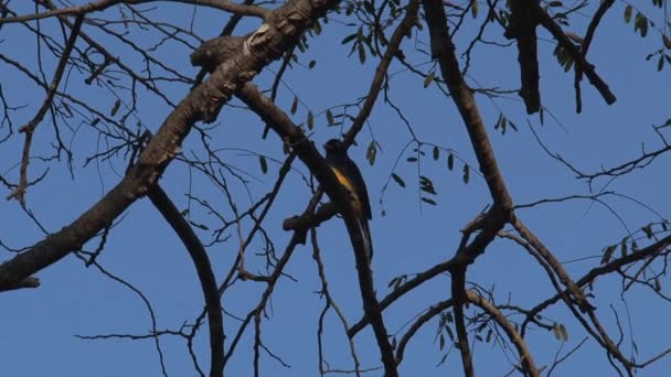 Vogel Einem Baum Costa Rica — Stockvideo