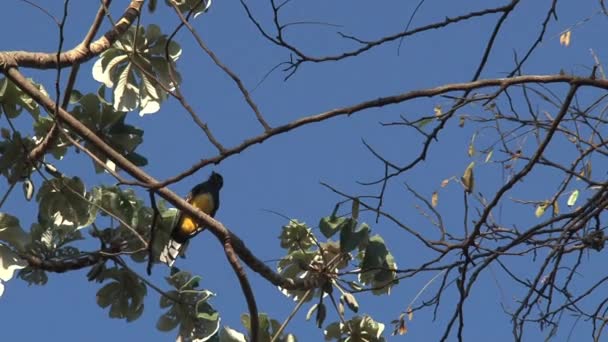 Vogel Auf Einem Ast Costa Rica — Stockvideo