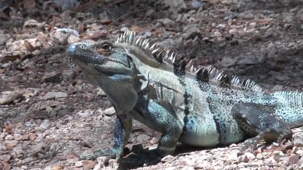 Fechar Lagarto Floresta — Vídeo de Stock