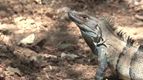 gros plan d'un lézard dans la forêt