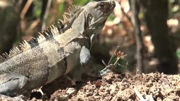 Close Van Een Hagedis Het Bos — Stockvideo