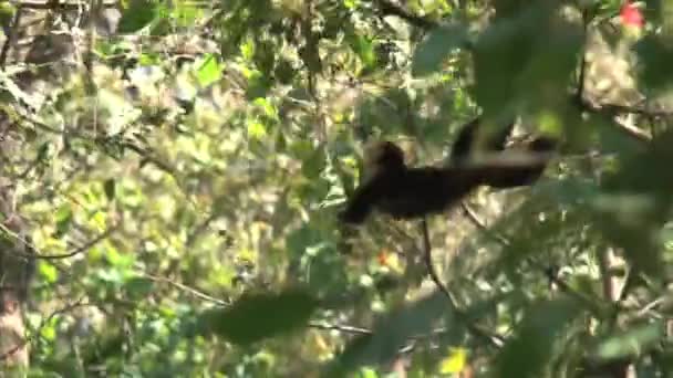 singe capucin dans la forêt
