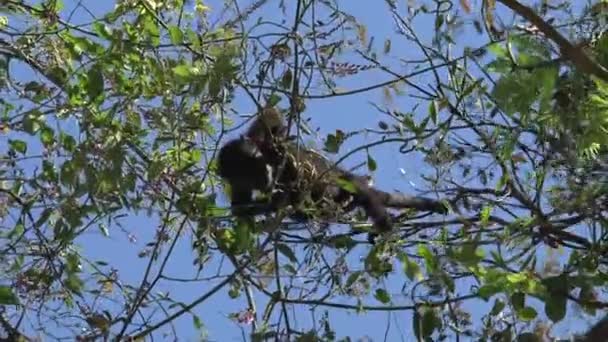 Mono Aullador Negro Bosque — Vídeo de stock