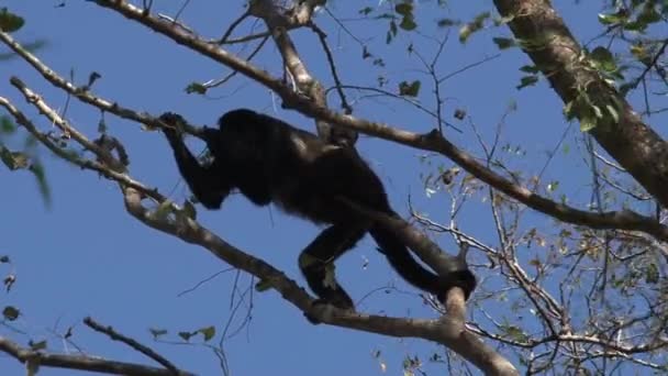 Mono Aullador Negro Bosque — Vídeos de Stock