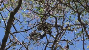 Ormanda Kara Uluyan Maymun