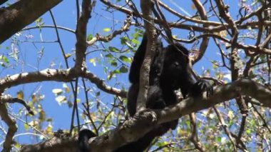 Ormanda Kara Uluyan Maymun