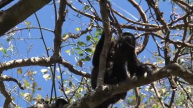 Ormanda Kara Uluyan Maymun