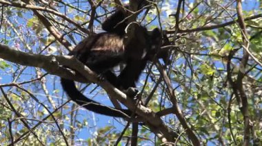 Ormanda Kara Uluyan Maymun