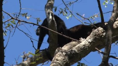 Ormanda Kara Uluyan Maymun