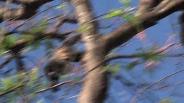 Ormanda Kara Uluyan Maymun