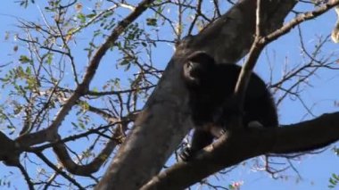 Ormanda Kara Uluyan Maymun