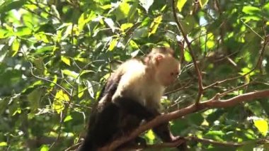 Kosta Rika 'daki Barra Honda Ulusal Parkı' nda Capuchin maymunu