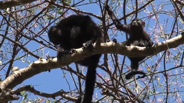 Singe Hurleur Noir Mère Bébé Dans Arbre Parc National Barra — Video