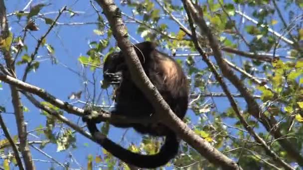Ibu Kera Hitam Howler Dan Bayi Pohon Taman Nasional Barra — Stok Video