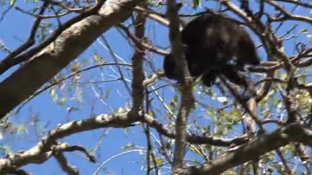Black Howler Macaco Floresta — Vídeo de Stock