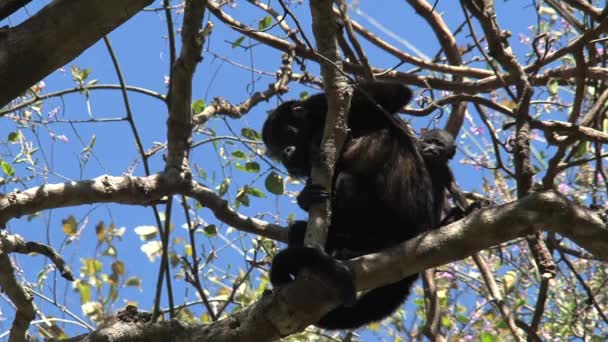 森の中のブラックハウラー猿 — ストック動画