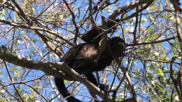 Singe Hurleur Noir Dans Forêt — Video