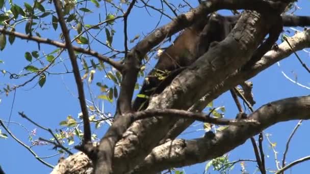 Black Howler Macaco Floresta — Vídeo de Stock